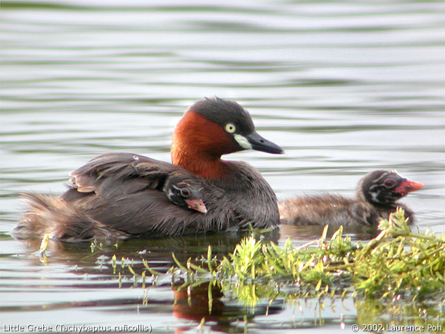 Little Grebe (Tachybaptus ruficollis)