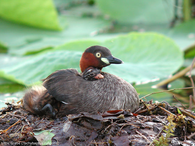 Little-Grebe-6185-copy