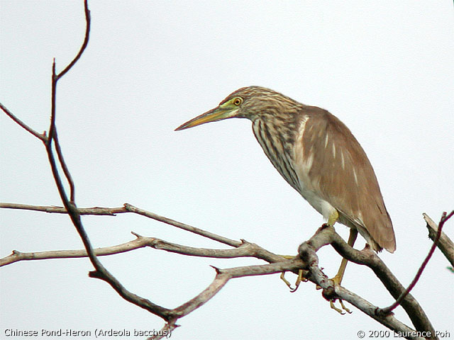 Chinese Pond-Heron (Ardeola bacchus)