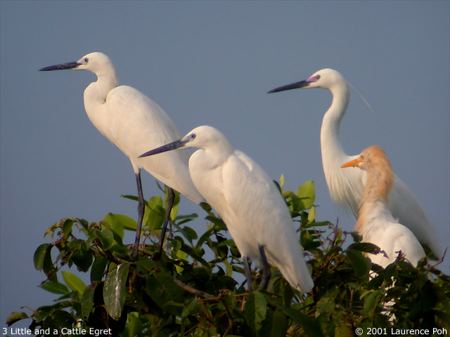 Little Egret (Egretta garzetta)