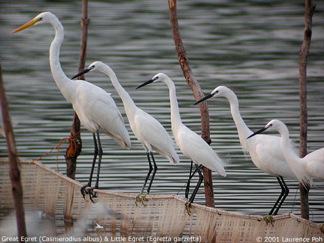 Little Egret (Egretta garzetta)