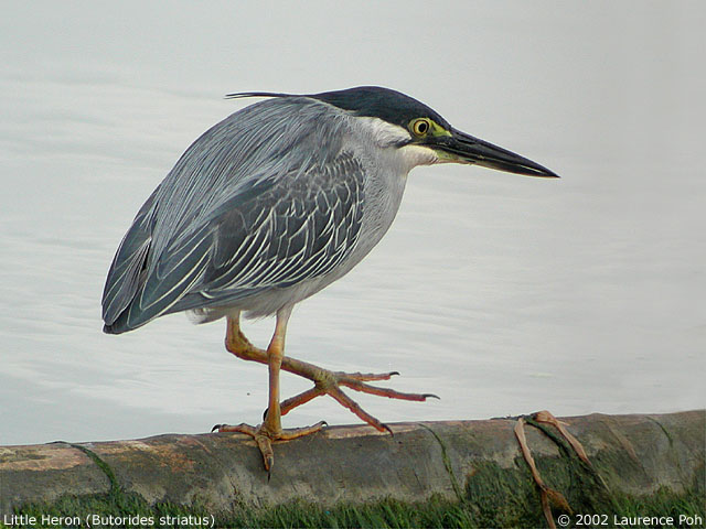 Little Heron (Butorides striatus)