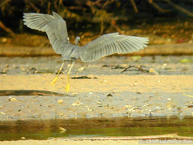 Pacific Reef-Egret