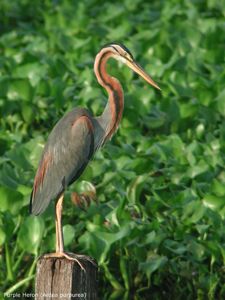Purple Heron (Ardea purpurea)