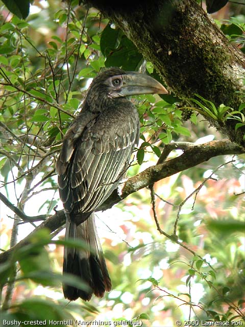Bushy-crested Hornbill (Anorrhinus galeritus)