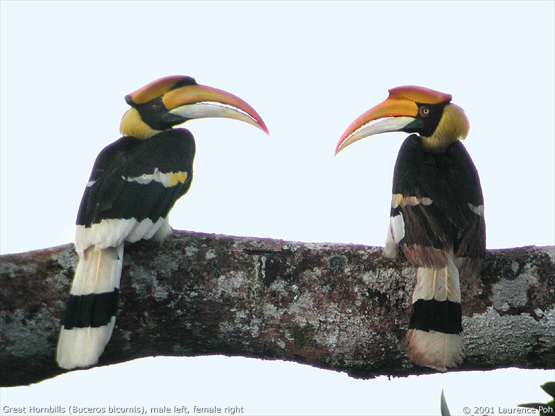 Great Hornbill (Buceros bicornis)
