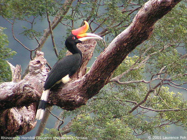 Rhinoceros Hornbill (Buceros rhinoceros), female