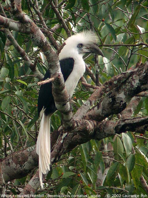 White-crowned Hornbill (Berenicornis comatus)