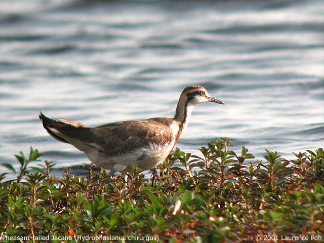 Pheasant tailed Jacana (Hydrophaslanus chirurgus)