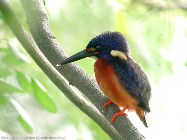 Blue-eared Kingfisher (Alcedo meninting)