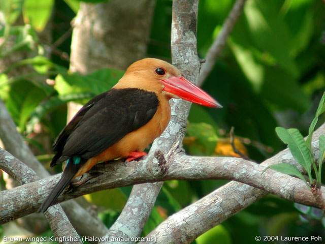 Brown-winged Kingfisher (Halcyon amauropterus)