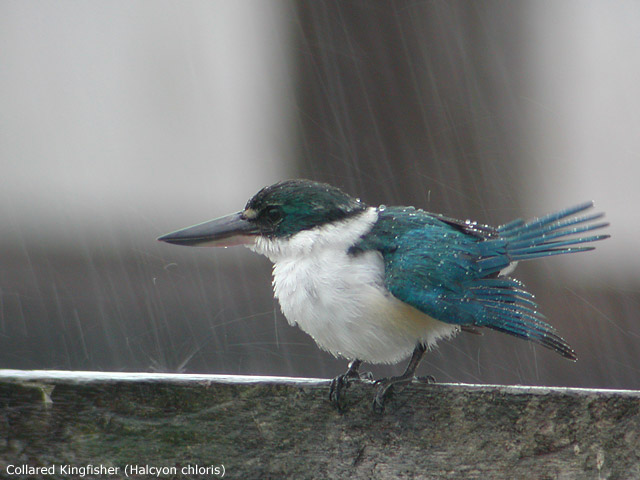 Collared Kingfisher (Halcyon chloris)