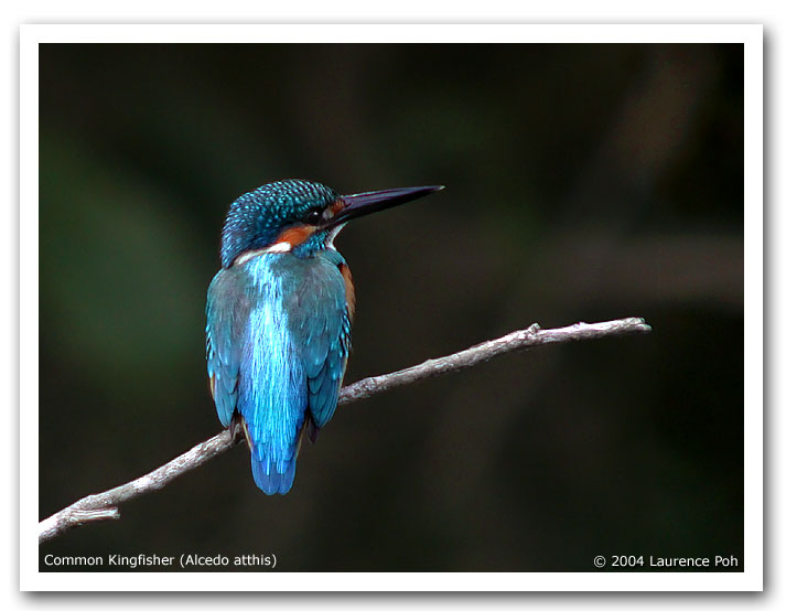 Common Kingfisher (Alcedo atthis)