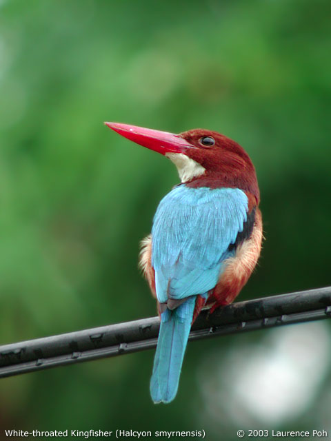 White-throated Kingfisher (Halcyon smyrnensis)