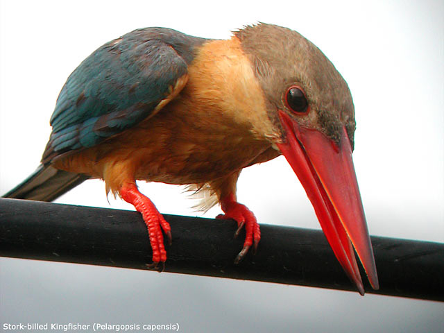 Stork-billed Kingfisher (Pelargopsis capensis)
