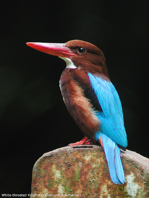White-throated Kingfisher (Halcyon smyrnensis)