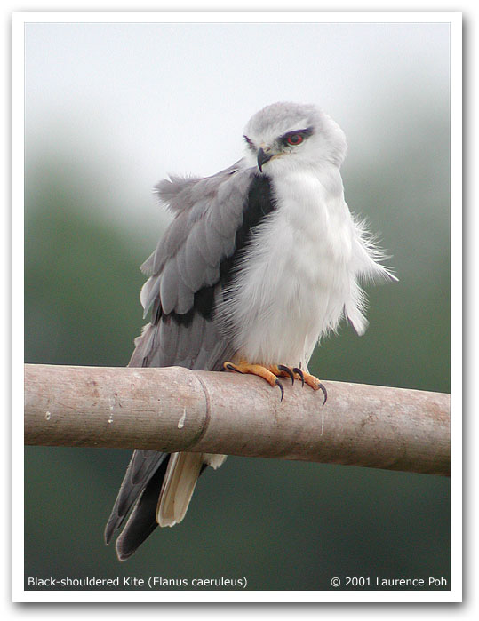 Black-shouldered Kite (Elanus caeruleus)