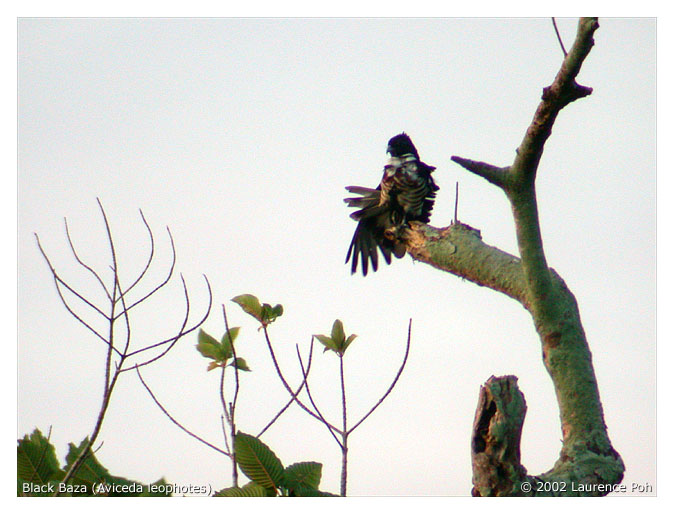 Black Baza (Aviceda leophotes)