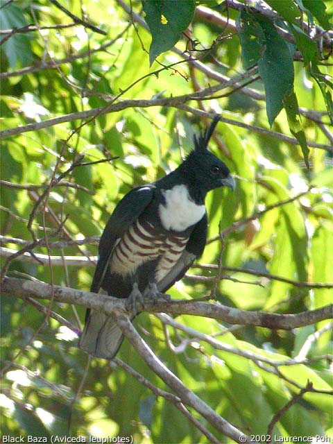 Black Baza (Aviceda leophotes)