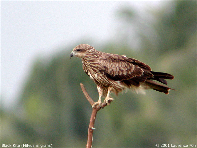 Black Kite (Milvus migrans)