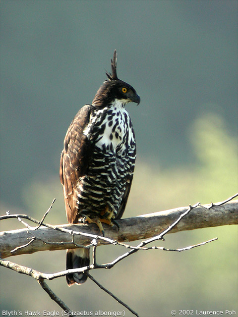 Blyth's Hawk-Eagle (Spizaetus alboniger)