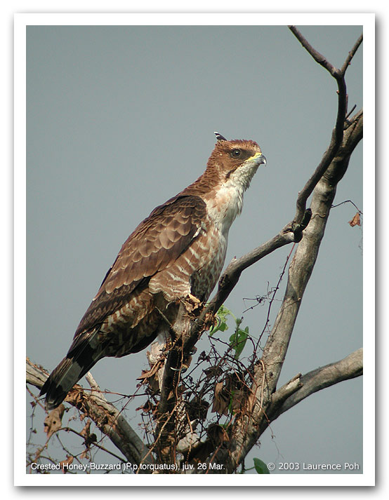 Crested Honey-Buzzard (Pernis ptilorhyncus), juvenile