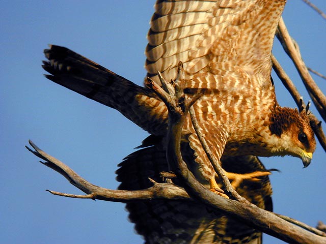 Crested Honey-Buzzard (Pernis ptilorhyncus), juvenile