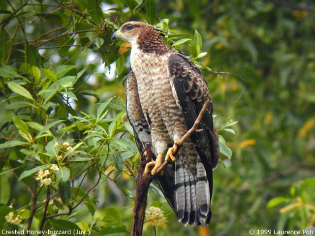 Crested Honey-Buzzard (Pernis ptilorhyncus), juvenile
