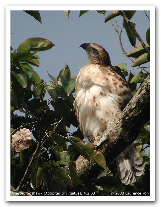 Crested Goshawk (Accipiter trivirgatus), juvenile