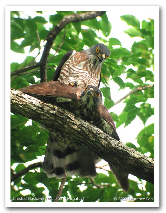 Crested Goshawk (Accipiter trivirgatus), copulation