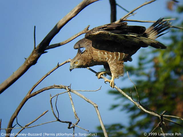Crested Honey-Buzzard (Pernis ptilorhyncus)