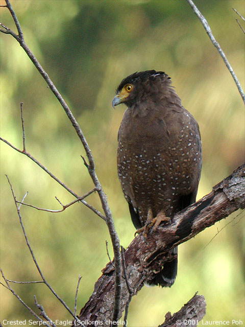Crested Serpent-Eagle (Spilornis cheela)