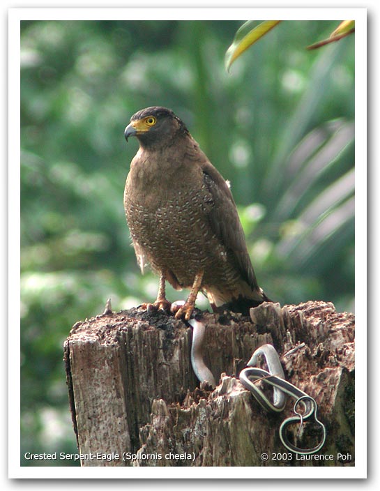 Crested Serpent-Eagle (Spilornis cheela)