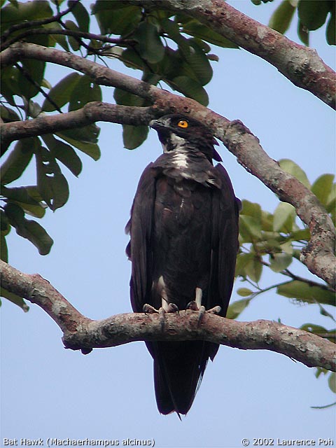 Bat Hawk (Machaerhampus alcinus)