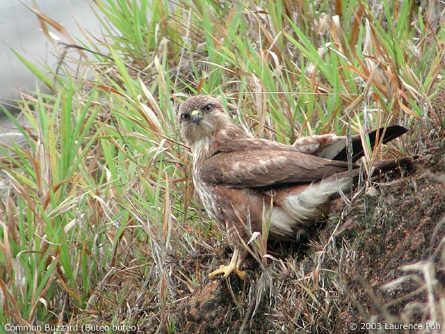 Common Buzzard (Buteo buteo)