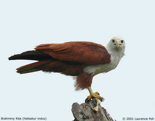 Brahminy Kite (Haliastur indus)
