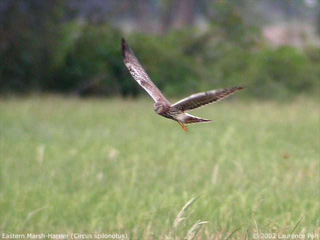 Eastern Marsh-Harrier (Circus spilonotus)