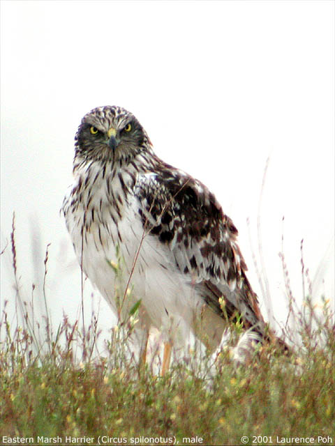 Eastern Marsh Harrier (Circus spilonotus), male