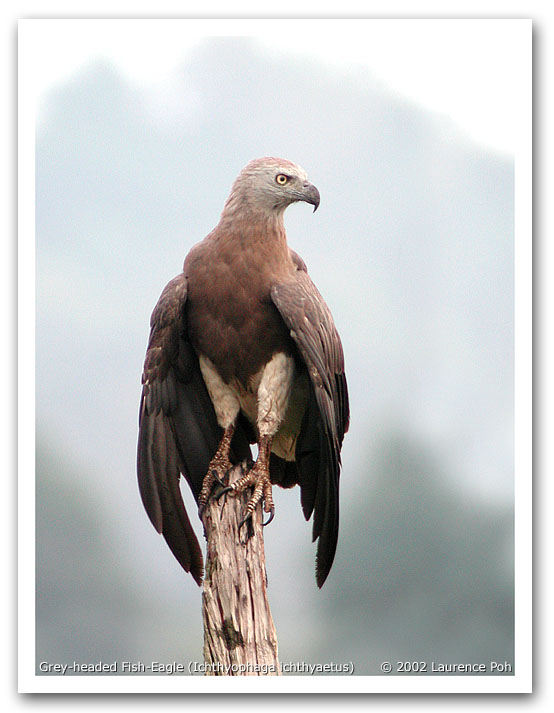 Grey-headed Fish-Eagle (Ichthyophaga ichthyaetus)