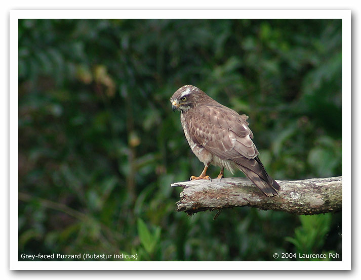 Grey-faced Buzzard (Butastur indicus)
