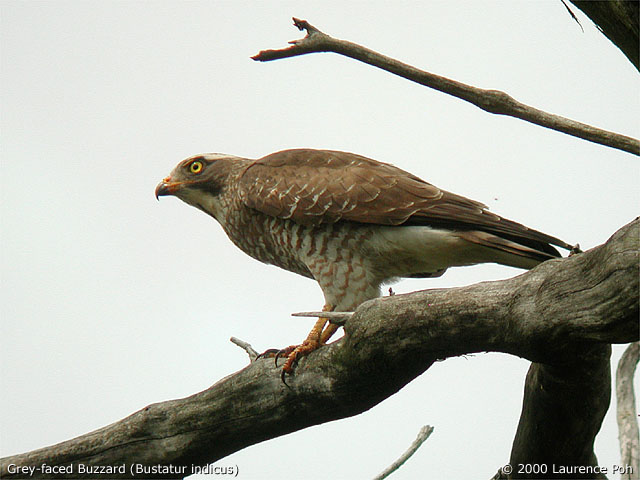 Grey-faced Buzzard (Butastur indicus)