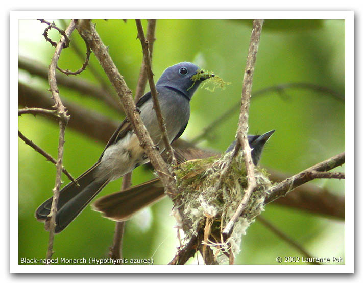 Black-naped Monarch (Hypothymis azurea)