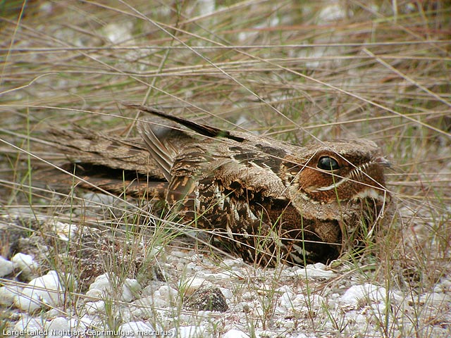 Large-tailed Nightjar (Caprimulgus macrurus)