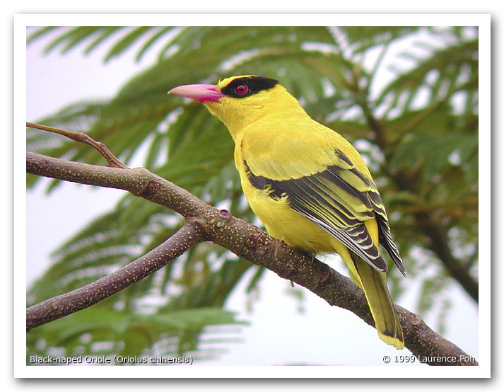 Black-naped Oriole (Oriolus chinensis)