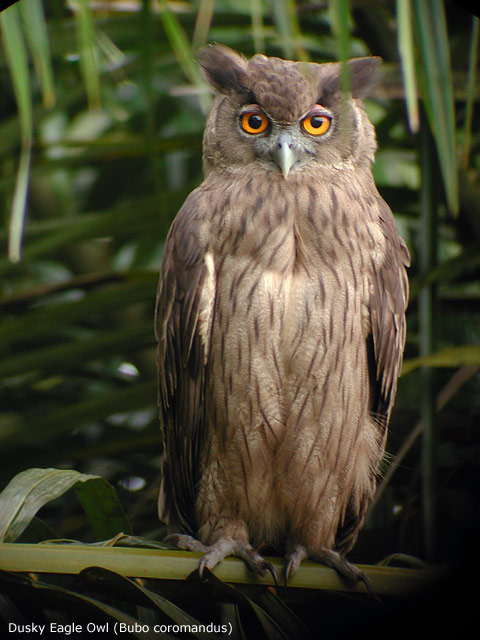 Dusky Eagle Owl (Bubo coromandus)