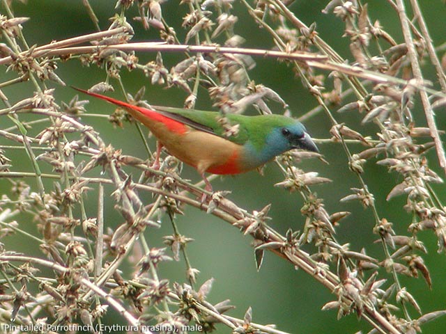 Pin-tailed Parrotfinch (Erythrura prasina), male-004