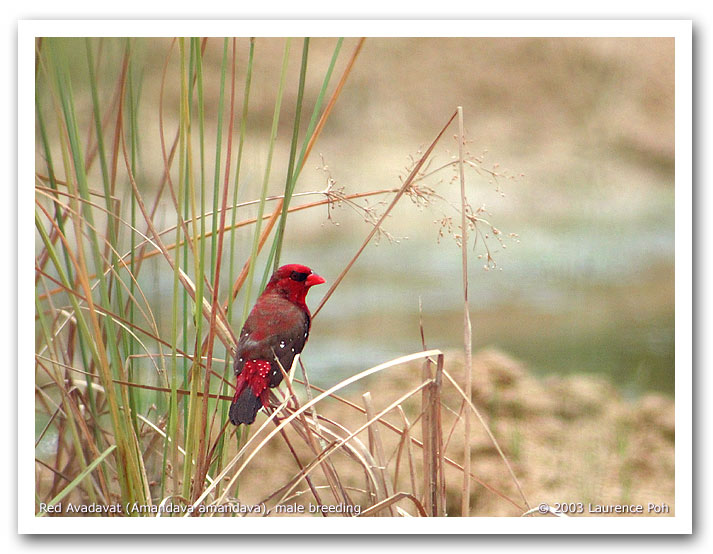 Red Avadavat