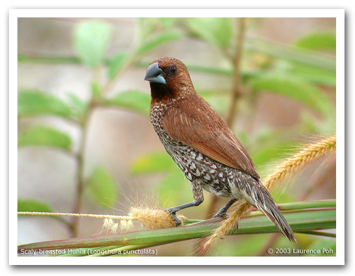 Scaly-breasted Munia (Lonchura punctulata)