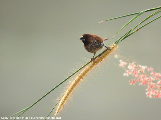 Scaly-breasted Munia (Lonchura punctulata)