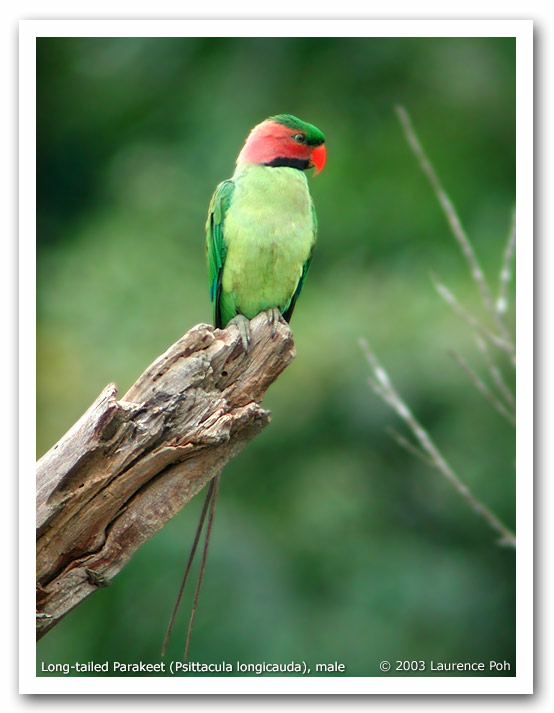 Long-tailed Parakeet (Psittacula longicauda)